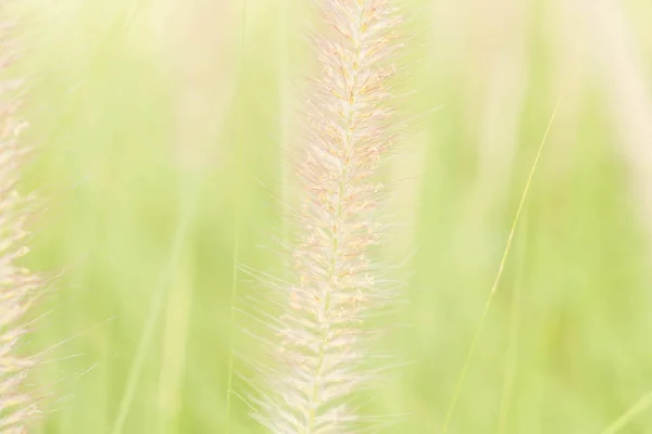 Grasblume - weicher Fokus mit Vintage-Effekt-Bildstil — Stockfoto