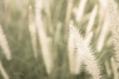 çimen çiçek - vintage etkisi resim stili ile yumuşak odak