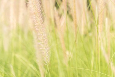 çimen çiçek - vintage etkisi resim stili ile yumuşak odak