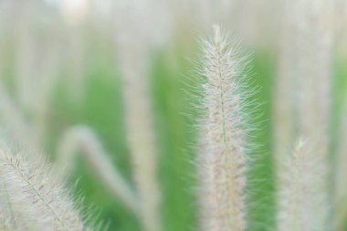 çimen çiçek - vintage etkisi resim stili ile yumuşak odak