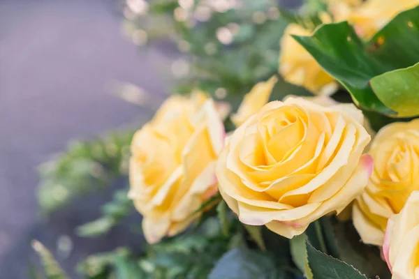 Oranje gele rozen — Stockfoto