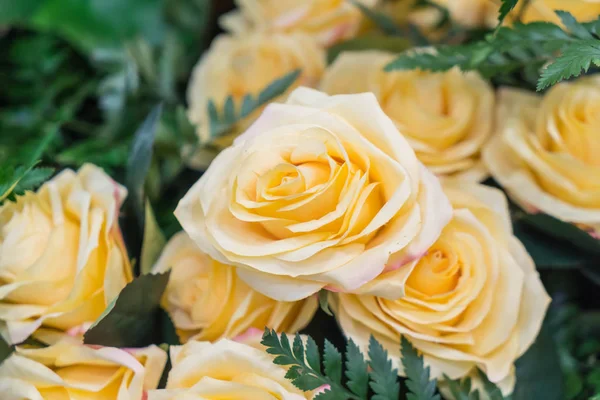 Помаранчеві Жовті троянди — стокове фото