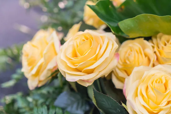 Помаранчеві Жовті троянди — стокове фото