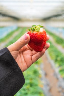 Handpicked taze çilek 