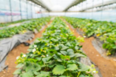 Tarım Çiftlik çilek alanının bulanıklık