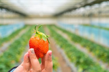 Handpicked taze çilek 