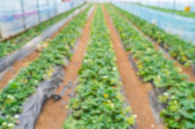 Tarım Çiftlik çilek alanının bulanıklık