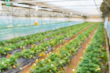 Tarım Çiftlik çilek alanının bulanıklık