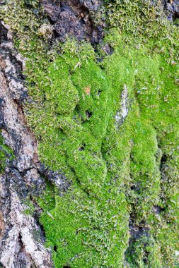 Ağaç Gövdesinde Yosun