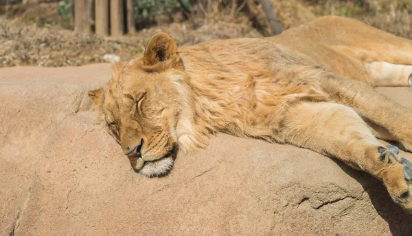 Lion dormant sur fond d'automne — Photo