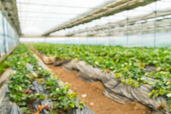 Tarım Çiftlik çilek alanının bulanıklık