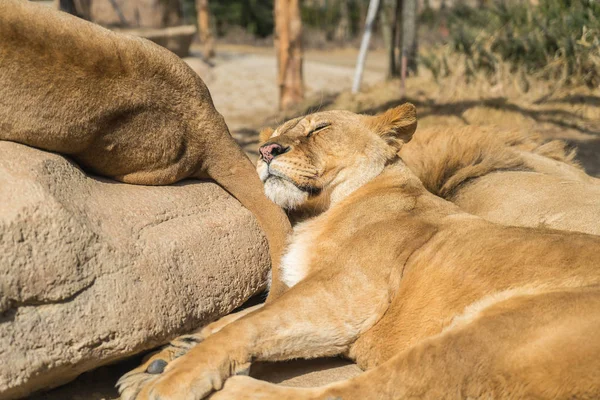 Лев спит на осеннем фоне — стоковое фото