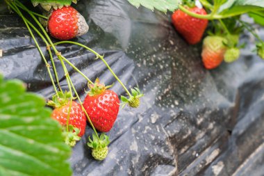 Tarım Çiftlik çilek alan