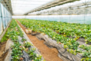 Tarım Çiftlik çilek alanının bulanıklık