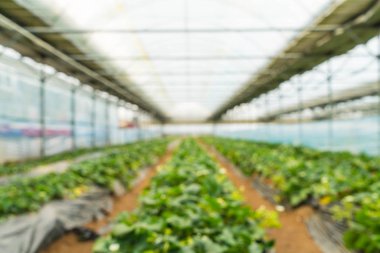 Tarım Çiftlik çilek alanının bulanıklık