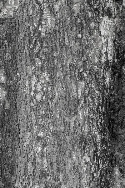 Bois Arbre Texture Arrière-plan — Photo