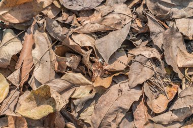 Kuru yaprak yığını 