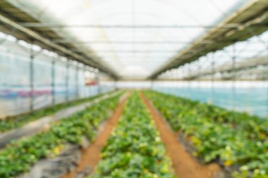 Tarım Çiftlik çilek alanının bulanıklık