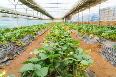 Tarım Çiftlik çilek alan