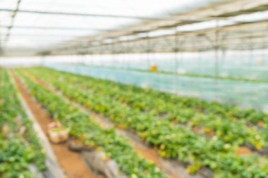 Tarım Çiftlik çilek alanının bulanıklık