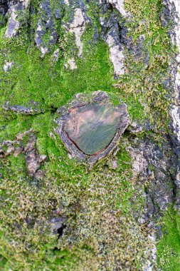 Ağaç Gövdesinde Yosun