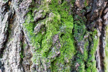Ağaç Gövdesinde Yosun