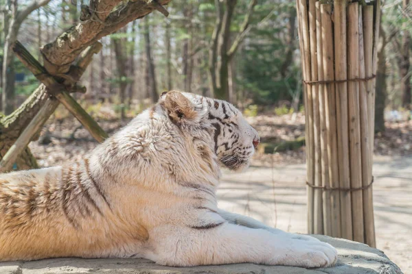 Белый тигр на осеннем фоне — стоковое фото