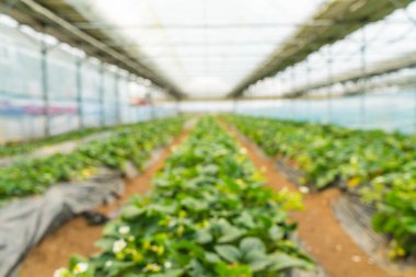 Tarım Çiftlik çilek alanının bulanıklık