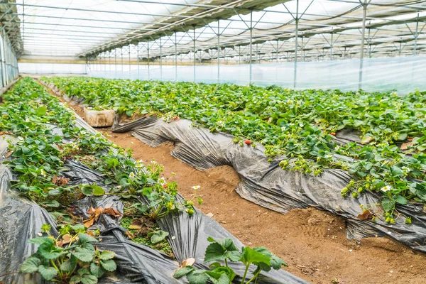 Agriculture farm of strawberry field — Stock Photo, Image