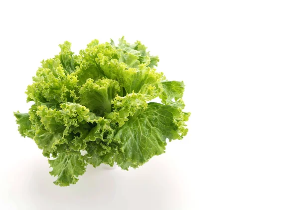 Tuore salaatti valkoisella pohjalla — kuvapankkivalokuva