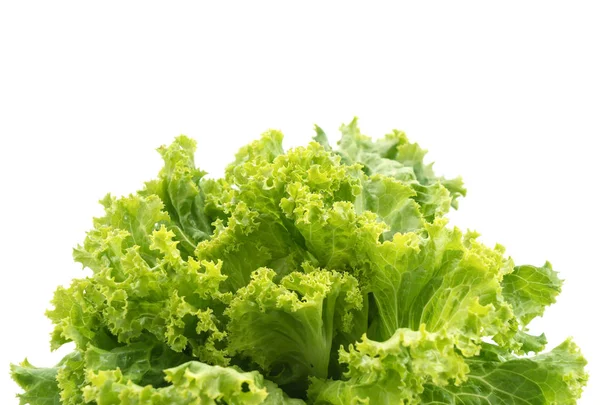Fresh Lettuce on white background — Stock Photo, Image