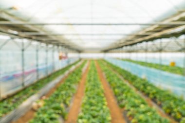 Tarım Çiftlik çilek alanının bulanıklık