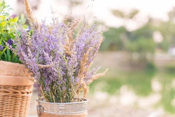 stock image Caspia for Filler Flowers