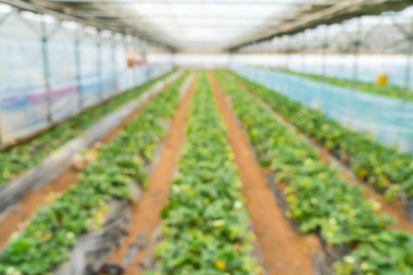 Tarım Çiftlik çilek alanının bulanıklık