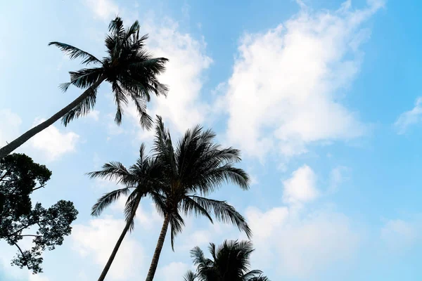 剪影棕榈树上的海滩和大海周围美丽的奢华 — 图库照片