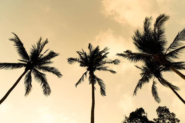 Silhouette palm tree on the beach and sea around beautiful luxur — Stock Photo, Image