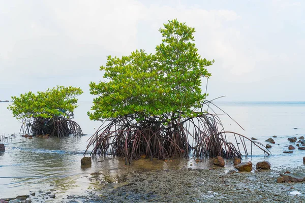 Imágenes: demangle | árboles de mangle en Belice — Foto de stock