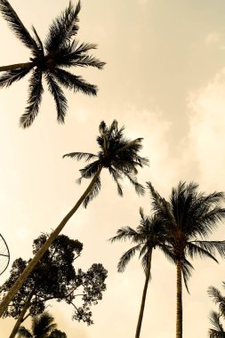 Siluet palmiye ağacı üzerinde plaj ve deniz güzel luxur çevresinde