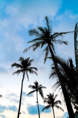 Siluet palmiye ağacı üzerinde plaj ve deniz