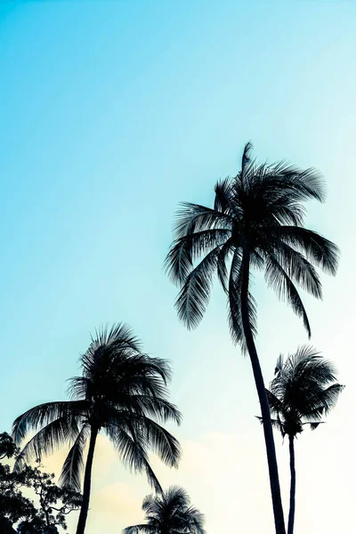 Silhouette palm tree on the beach and sea — Stock Photo, Image