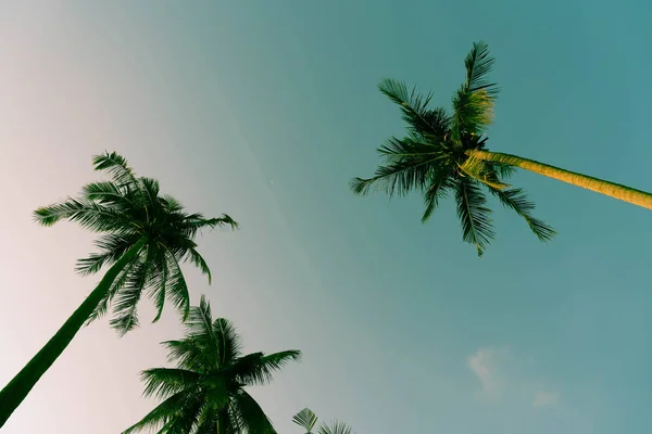 Silhueta palmeira na praia e mar — Fotografia de Stock