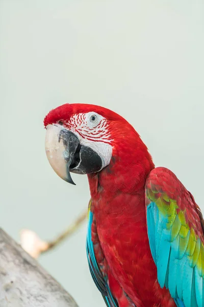 Папуга макао в зоопарку — стокове фото