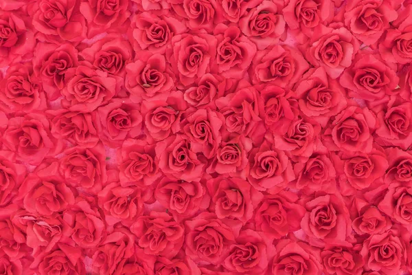 Mooie rozen voor achtergrond — Stockfoto