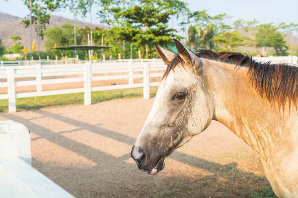 Caballo en una granja —  Fotos de Stock