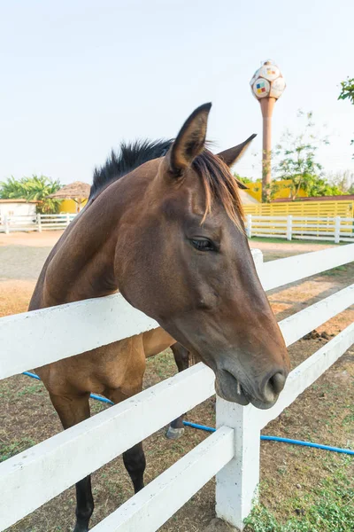 Caballo en una granja —  Fotos de Stock