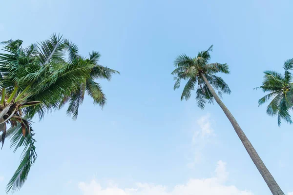 剪影棕榈树上的海滩和大海周围美丽的奢华 — 图库照片