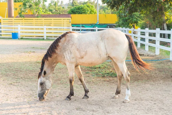 Caballo en una granja —  Fotos de Stock