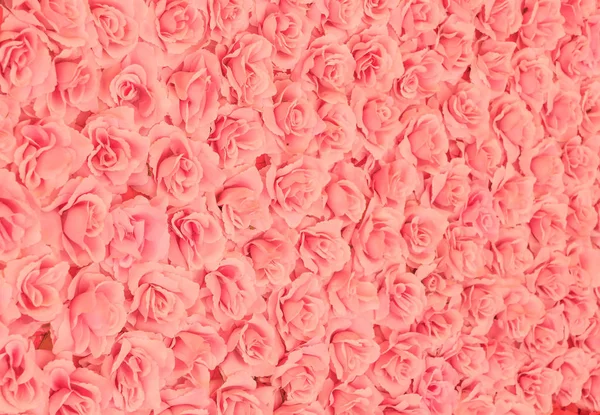 Beautiful roses for  background — Stock Photo, Image