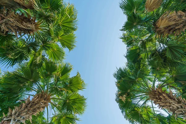 Palmera con fondo de cielo — Foto de Stock