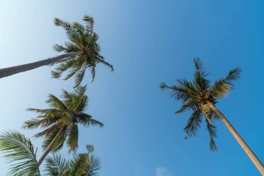 Siluet palmiye ağacı üzerinde plaj ve deniz